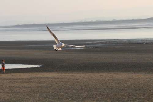 Gull Flight Beach Ebb England