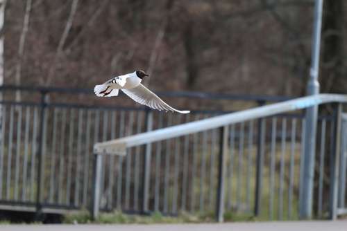 Gull Birds Bird Flying Animal Seevogel Species