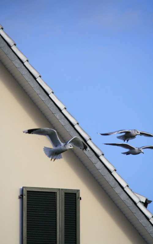 Gull Sky Birds House Window Swarm Blue Beige