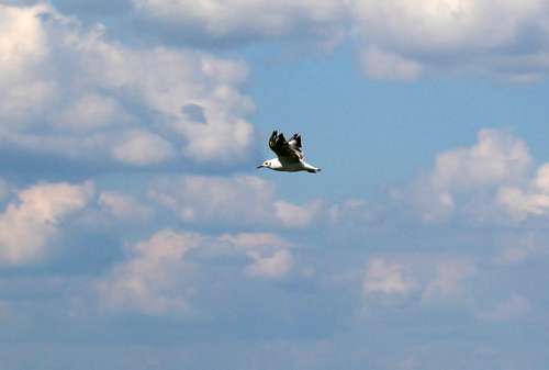 Gull Flight Sky Clouds Clouds Form Mood
