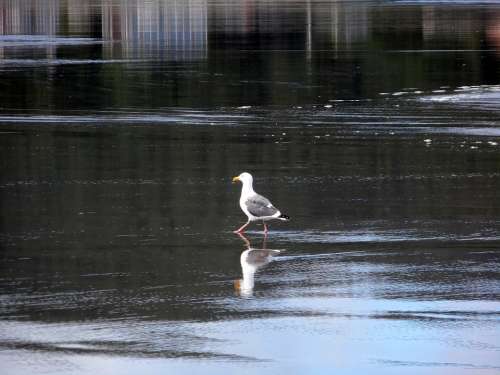 Gull Walking Water Sea Life Reflection Sea Bird