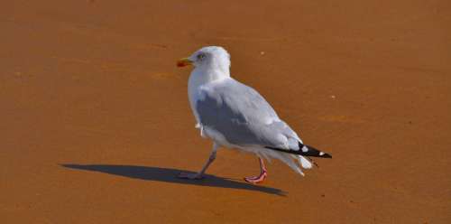 Gull Bird Beach Animal