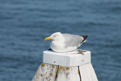 Gull Sea Bird Rest Sit