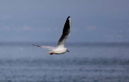 Gull Flight Flying Wing Free Lake Sky