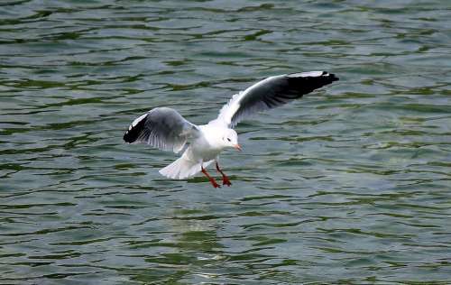 Gull Flight Flying Landing Lake Mirroring