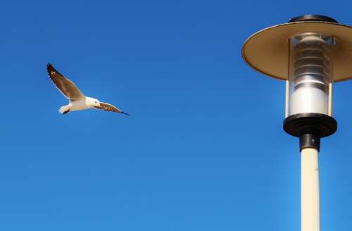 Gull Flying Lantern Sky Blue Wing