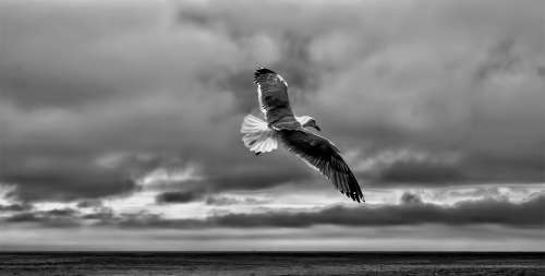Gull Sea Gull Fly Bird Nature Seagull Sky
