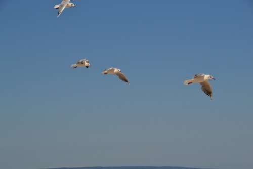 Gulls Birds Sky Flying