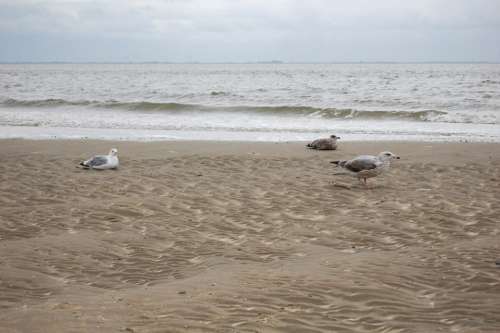 Gulls North Sea Sea Beach Water Wave Coast Sky