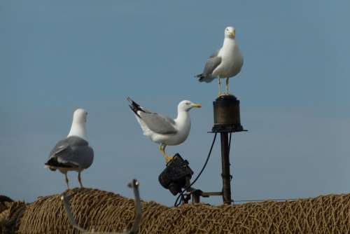 Gulls Networks Mallorca Port Andratx Porto Sea