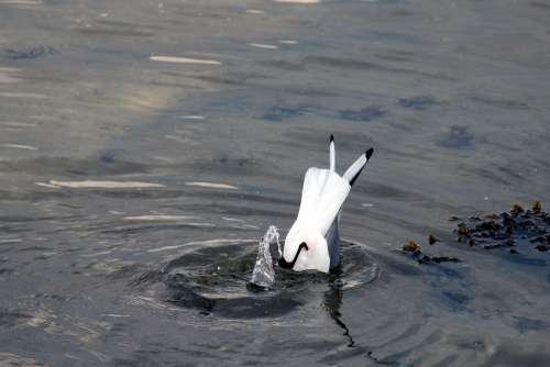 Gulls Seagull Black Headed Gull