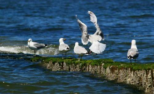 Gulls Bird Birds Coast Animal Critters Animals