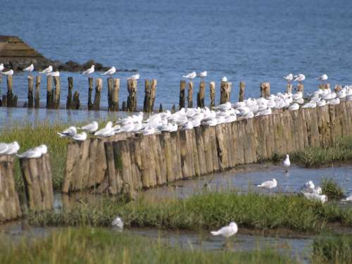 Gulls Wadden Sea Tides North Sea East Frisia Coast