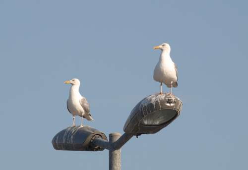 Gulls North Sea Nature Sky Vacations Maritime