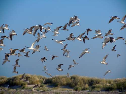 Gulls Dunes Sea Birds Birds Flock Of Birds