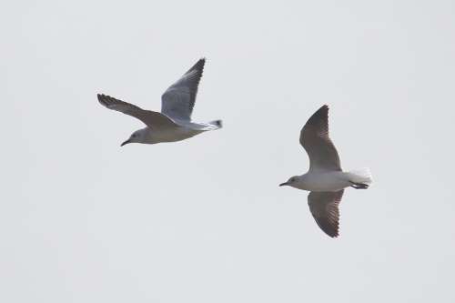 Gulls Flying Sky