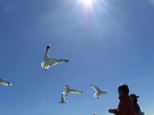 Gulls Flying Blue Sky