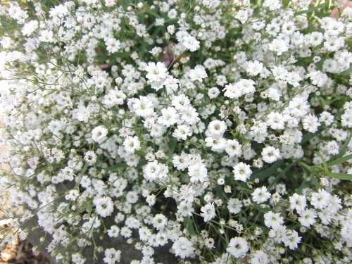 Gypsophila Flowers Plant Nature Plant White