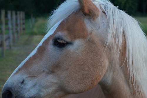Haflinger Horses Pony