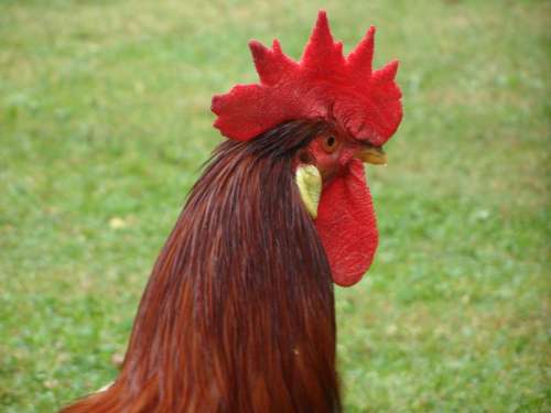 Hahn Portrait Cockscomb Farm Chicken Run Pride