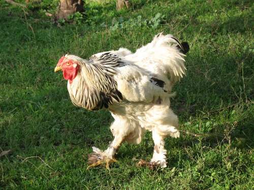 Hahn Gockel Farm Animals Poultry