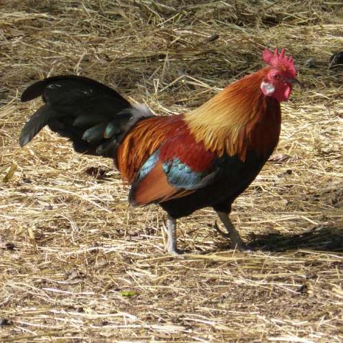 Hahn Gockel Farm Animal Poultry Male Fowl
