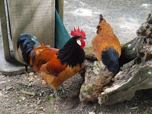 Hahn Farm Gockel Chicken Male Fowl Poultry