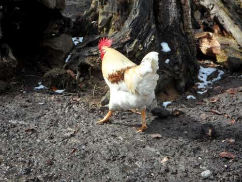 Hahn Run Away Bird Poultry Farm Chicken