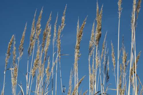 Halme Grasses Sunshine Cereals Spike Sky