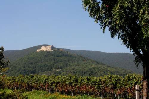 Hambach Castle Palatinate Wine Vintage New Wine