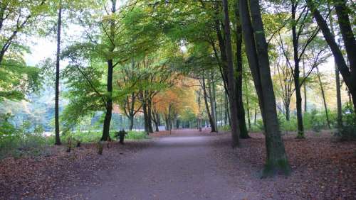 Hamburg Autumn Trees City Park