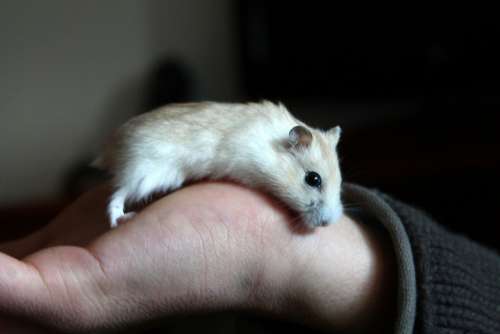 Hamster Animal Hand