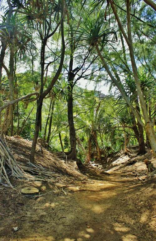Hanalei Kauai Hawaii Forest Path Trees Palms