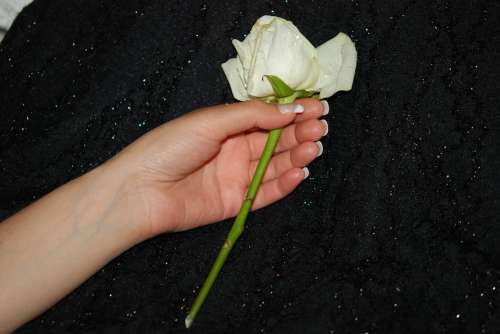 Hand Wedding Roses Hands Finger Light Leave