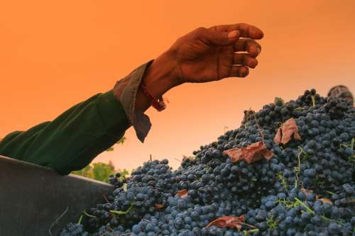 Hand Grapes Arm Vineyards Shiraz Harvest