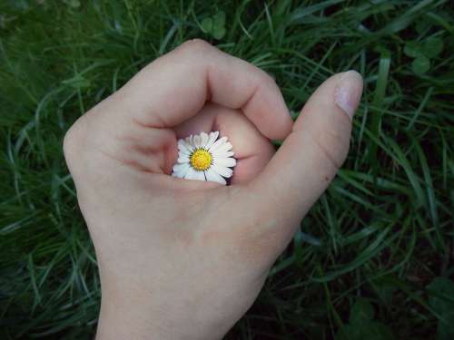 Hand Flower Daisy Secret Yellow White Grass