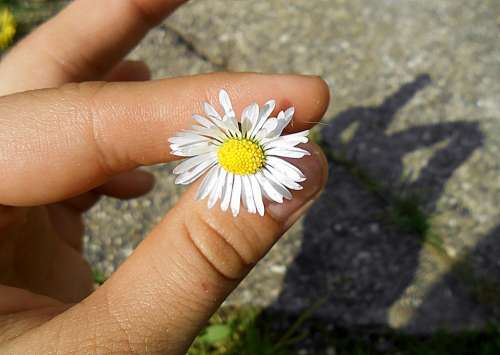 Hand Shadow Daisy Gift Green White Yellow Bright