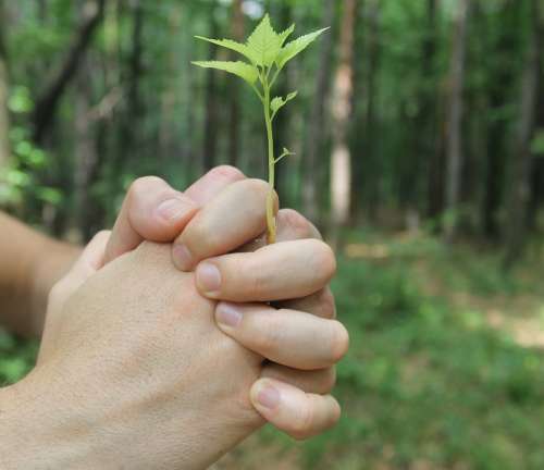 Hands Fingers Sprout Nature Plant Flower Seedling