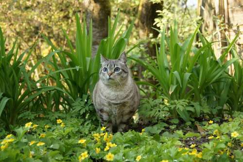 Cat Animal Garden Spring