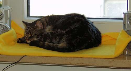Cat Mackerel Sleeping Window Sill Tired Animal