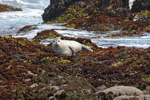 Harbor Harbor Seals Seal Seals Coast Water Sea