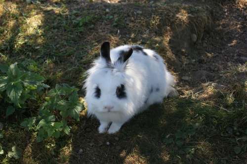 Hare Rabbit Pet Cute White