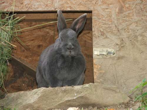 Hare Rabbit Zoo