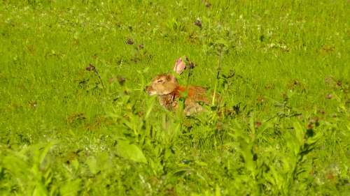 Hare Long Ear Rabbit Animal Sweet Nature