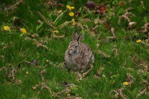 Hare Rabbit Bunny Gray Spring Grass Outside