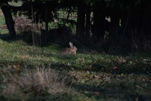 Hare Spring Animal Beautiful Nature Flora Easter