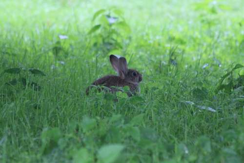 Hare Nature Spring Flower Summer Green