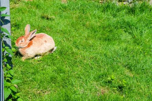 Hare Rabbit Animal Cute Fur Meadow Dwarf Rabbit