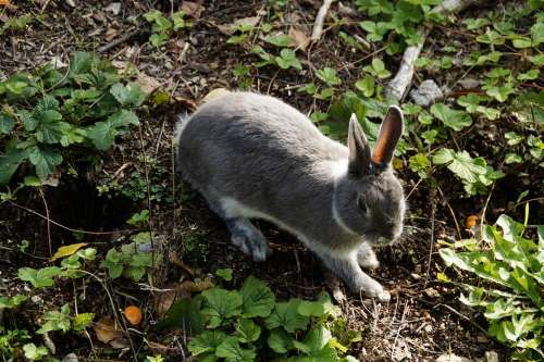 Hare Bunny Rabbit Pet Dwarf Rabbit Cute Meadow