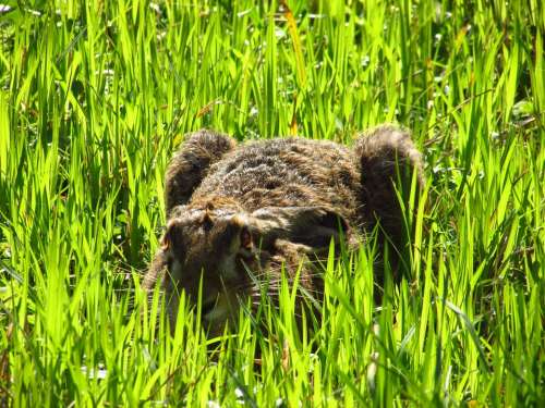 Hare Green Grass Animal Green Grass Straws Nature